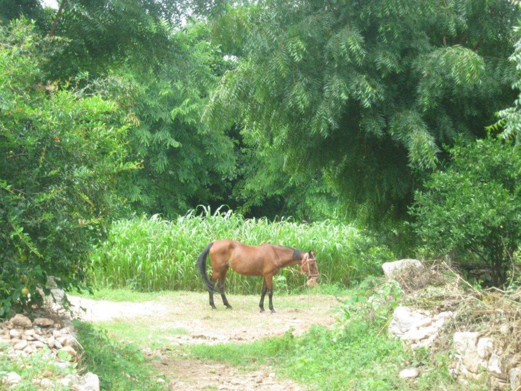 Villa Krishna Ranch Udaipur Exterior foto